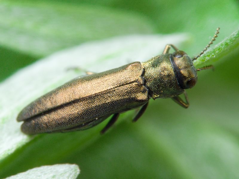 Agrilus zigzag Marseul, 1866